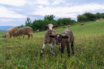 Sheep on the meadow eating grass in the herd. Slovakia