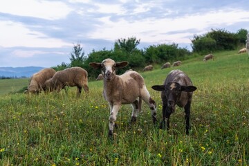 Naklejka na ściany i meble Sheep on the meadow eating grass in the herd. Slovakia