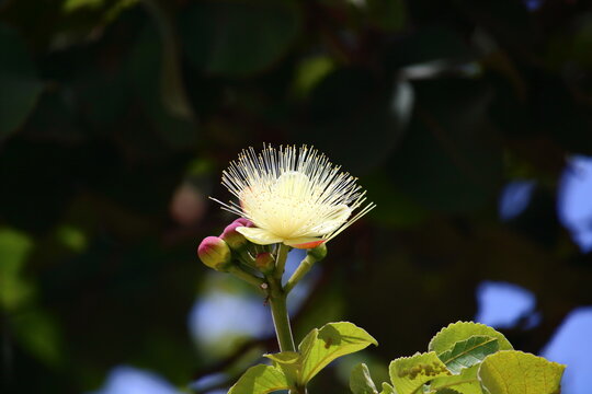 Caryocar brasiliense flowers and fruits