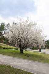 Tree in white flowers - spring bloom in the park