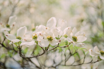 Dogwoods