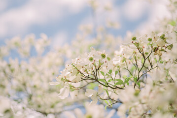 Dogwoods