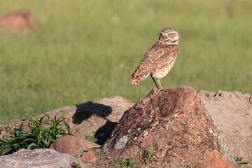 Burrowing Owl on rock, Grasslands National Park, Saskatchewan, Canada