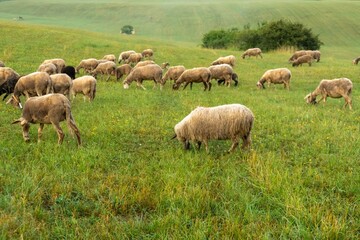 Sheep on the meadow eating grass in the herd. Slovakia