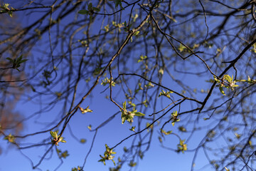 Many branches and green leaves spring, blue sky, clear day, buds.