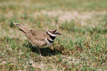 killdeer