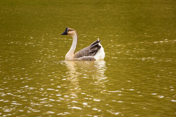 Um ganso nadando nas águas de um lago.