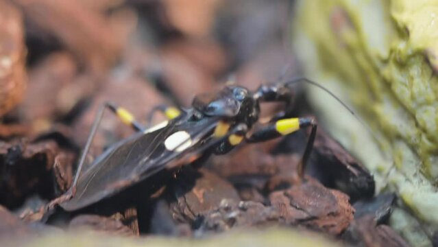 Close-up of an assassin bug. High quality 4k footage
