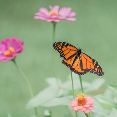 Monarchs