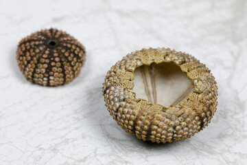 Sea urchin shells side by side