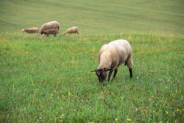 Fototapeta premium Sheep on the meadow eating grass in the herd. Slovakia