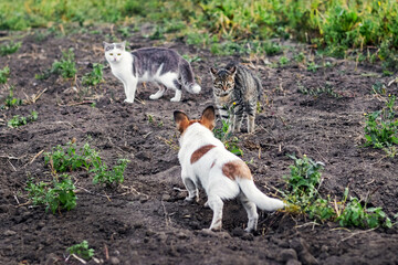 A small dog barks at frightened cats in the garden