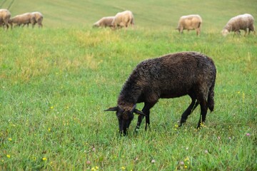 Sheep on the meadow eating grass in the herd. Slovakia