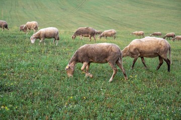 Obraz na płótnie Canvas Sheep on the meadow eating grass in the herd. Slovakia