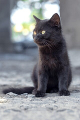 Little black kitten on a blurred background