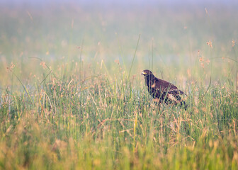Spotted Eagle