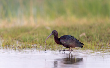 Glossy Ibis