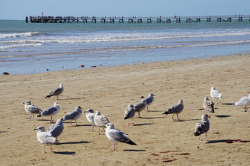 flock of seagulls on the beach by the old wooden pier on the west coast of the atlantic ocean france 