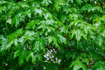 green  maple leaves background
