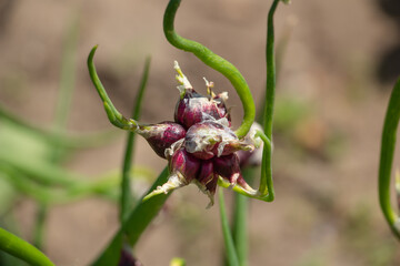 Egyptian walking onion close-up, plant in the garden