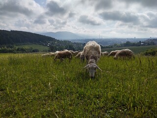 Fototapeta premium Sheep on the meadow eating grass in the herd. Slovakia