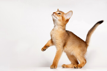 Thoroughbred Abyssinian kitten asks for food. Lovely fluffy playful cat on white background. Free...