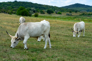 Fototapeta na wymiar hungarian grey cattles in on the green field in Hungary