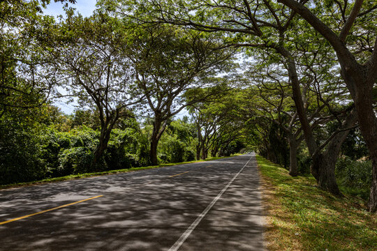 Canopy