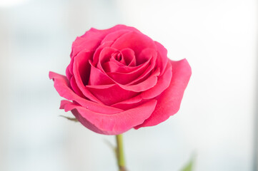 Pink roses in white light. A close up flower. Simple composition with plant. Beautiful flowers.