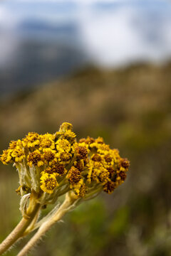 Flor de fraylej&oacute;n