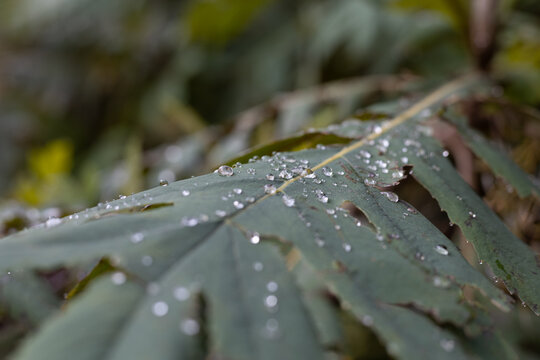 Leaf, rain drops