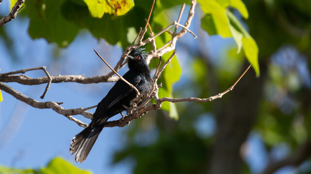 A phainopepla perches in a green tree with blue sky showing through the branches and morning light making the black feathers and red eyes stand out. 