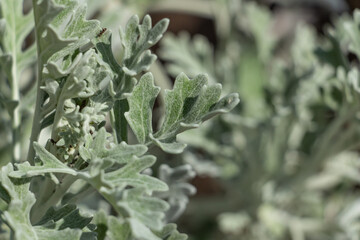 Close up of dusty miller or Silver ragwort