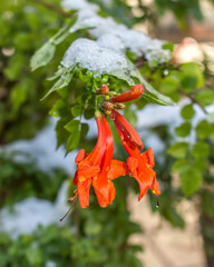 red and yellow flowers