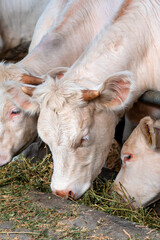 Blonde d'Aquitaine cattle on dairy farm