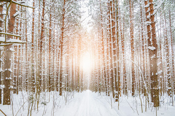 Pine trees covered with snow on a frosty evening. The sun through the branches of trees . Shadows on the snow. Beautiful winter landscape.