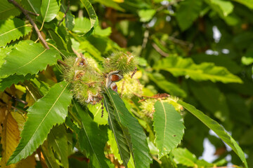 Sweet chestnuts (castanea sativa) on the tree