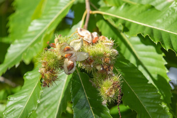 Sweet chestnuts (castanea sativa) on the tree