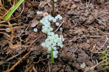 A cluster of white snail eggs - normally laid in clusters of 40 to 60 eggs
