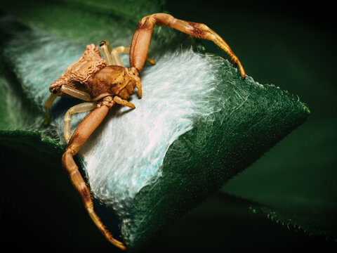 Hunting Spider 