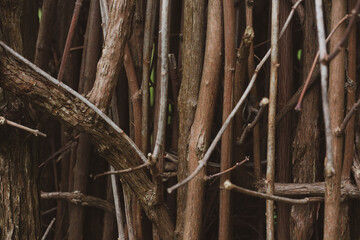 Natural tree branches brown background. forest imitation. Horizontal image