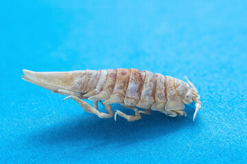 Dried isopod white woodlouse close-up isolated on a blue background with focus stacking top view