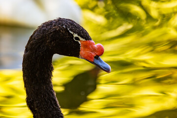 Fototapeta premium Black-necked swan. Bird and birds. Water world and fauna. Wildlife and zoology.