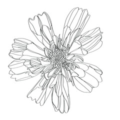 black and white line illustration of cosmos flower on a white background
