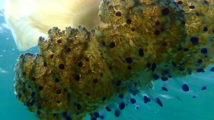 Mediterranean jellyfish or fried egg jellyfish, Mediterranean jelly (Cotylorhiza tuberculata) close-up undersea, Aegean Sea, Greece, Halkidiki
