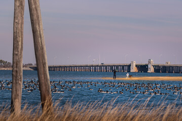 A dad and young daughter with a dog  are playing on a beach in a harbor, with a long bridge in the background and  wild water fowls, the Atlantic Brant 
 geese, in the front. 