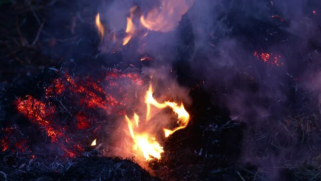 Last year's dry grass burns, smolders and smokes closeup