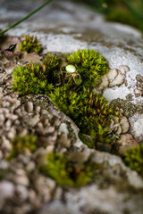 Small green spider on a stone