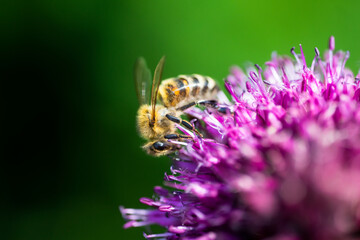 bee on flower