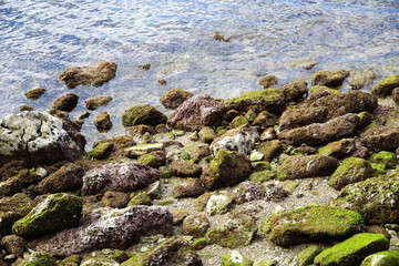 Moss and algae on the rocks by the sea